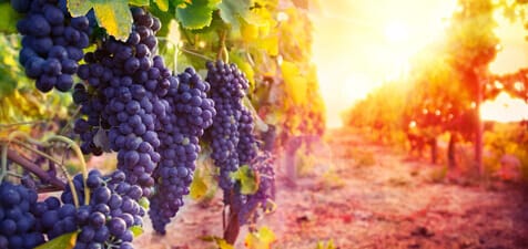 5 vineyards worth visiting in Europe