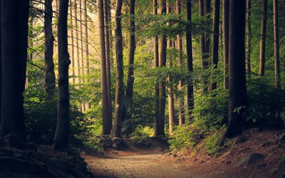 walks-feature
