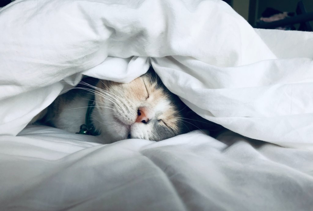 Cat sleeping in bed