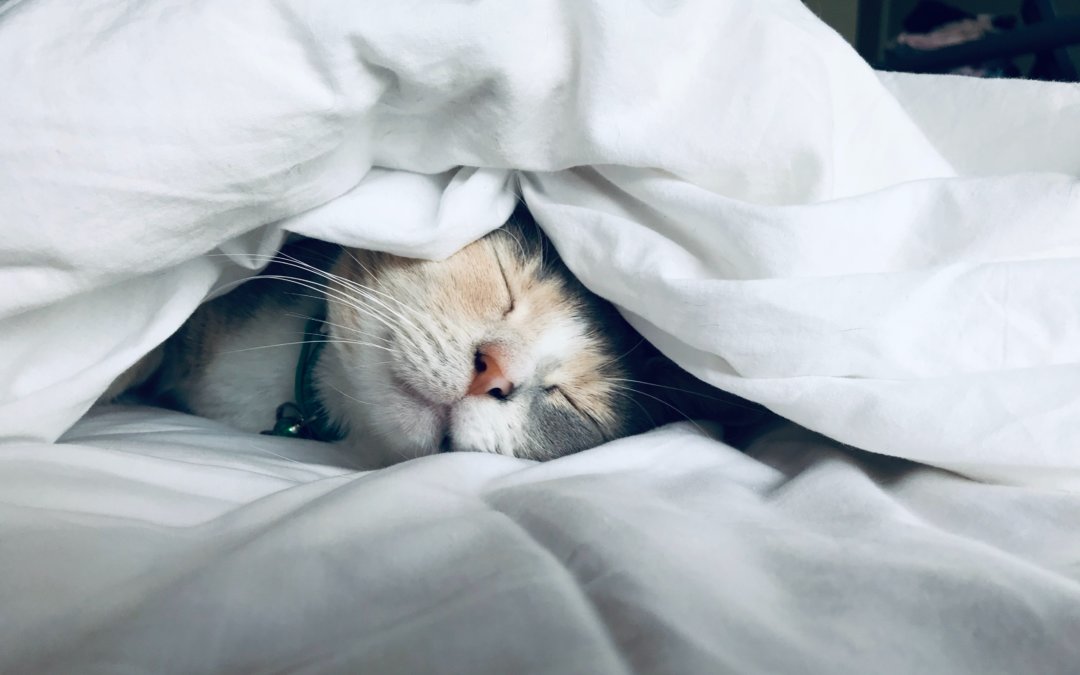 Cat sleeping in bed