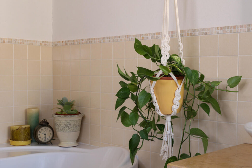 Hanging plants in a bathroom.