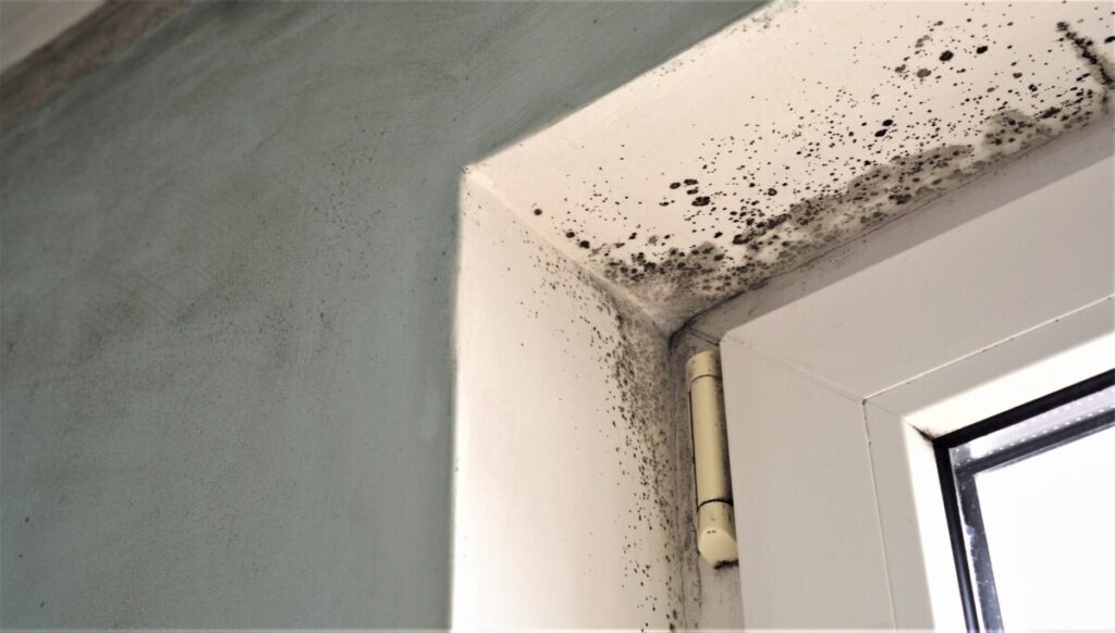 Toxic black mold growth, damp water-damaged window